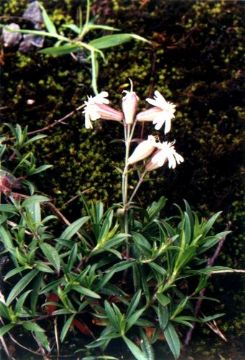 Silene Repens Part Extract  